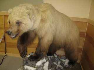 Hybrid grizzly bear/polar bear cross mounted in the Ulukhaktok Community Center.